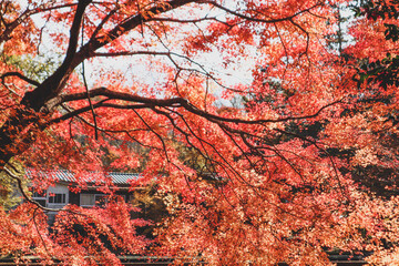 Vibrant Red Maple Leaves in Autumn Sunshine, Japanese Garden Scene