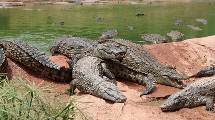 Obraz premium Group of Nile crocodiles basking on a riverbank by a green pond – dangerous reptile wildlife with armored scales, teeth and tails; gator/caiman family resting