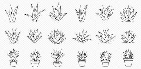 A collection of hand-drawn line art illustrations depicting various succulent plants, including individual plants and potted versions, on a transparent background.