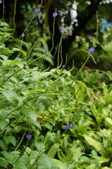 A vibrant close-up of a delicate, purple flower with lush green leaves
