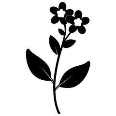  sweet alyssum  silhouette flower on white