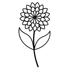 line art scabiosa stellata stern kugel flower vector on white