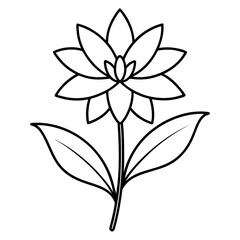 senecio stapeliiformi line art vector on white background