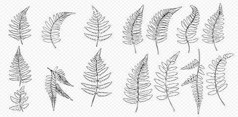 A collection of hand-drawn outline illustrations featuring various fern leaves and botanical fronds on a transparent background. © Lunara Arts