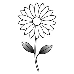 shasta daisy flower line art vector on  white background