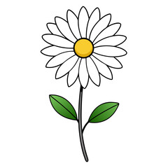 shasta daisy flower line art vector illustration on white