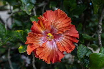 Red Hibiskus flower close up view © Natalia