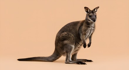 Full Body Shot of a Majestic Phoenix in Flight, Mythical Creature with Fiery Plumage and Glowing Eyes, Symbol of Rebirth and Immortality