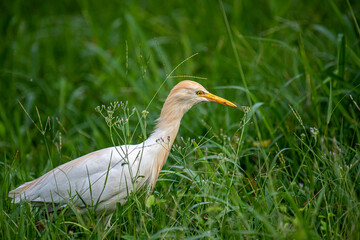 This Cattle Egret stands prominently amidst lush green grass, showcasing its pristine white plumage and distinctive yellow bill and eyes.