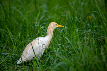 This Cattle Egret stands prominently amidst lush green grass, showcasing its pristine white plumage and distinctive yellow bill and eyes.