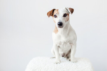 Portrait of dog isolated on white