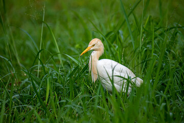 This Cattle Egret stands prominently amidst lush green grass, showcasing its pristine white plumage and distinctive yellow bill and eyes.