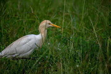 This Cattle Egret stands prominently amidst lush green grass, showcasing its pristine white plumage and distinctive yellow bill and eyes.