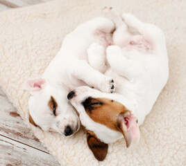 Tiny Puppy sleeping in white bed