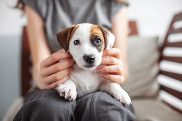 Woman Playing with cute Puppy Dog at home