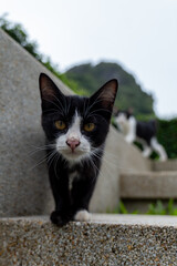 The Thai cat with black and white fur is not a fixed breed, but is a cat pattern that can be found in many ancient Thai breeds called "cat points" or what foreigners call "cat tuxedo". 