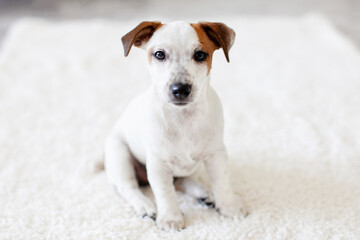 Puppy Dog Sitting in Pet Bed