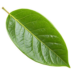 Obraz premium Fresh green averrhoa bilimbi tree leaf isolated on a transparent background png