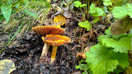 Wild mushrooms in the forest of the Sierra de La Martha at Coahuila/NL, México