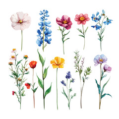 Watercolor Floral Collection Delicate Flower Sprigs for Design