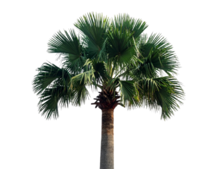 Full Washington Palm Tree with Tall Trunk and Fan Leaves, Front View, Transparent
