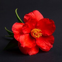 A vibrant, crimson camellia flower, with detailed petals and a striking yellow center, rests against a dark backdrop, showcasing its delicate beauty.