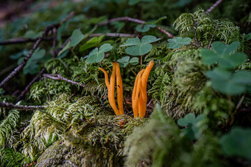 Sticky horn mushroom on the forest floor