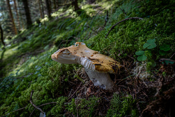 Mushrooms on the forest floor between clover leaves