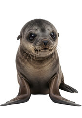 Cute Baby Seal Isolated On Transparent Background Photo