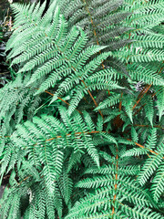 Green leaves, grass, green background, plants. High quality