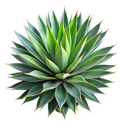 Fototapeta premium Agave Plant Close Up with Sharp Leaves on transparent background