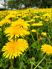 Field of yellow dandelions, dandelion, spring and flowers, for advertising summer or spring, for banner. High quality