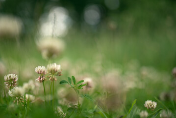 Summer forest landscape with green clover leaves and blooming flowers