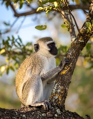Fototapeta premium Close-up of a vervet monkey perched attentively on a tree branch, its gaze directed to the surrounding foliage.