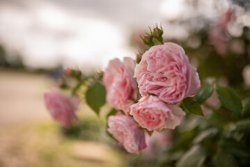 Light pink roses in soft colors and blur for the background.