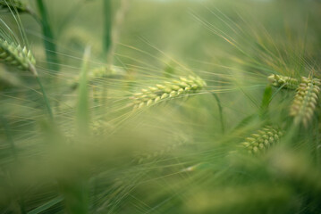 Ears of corn in a field close-up