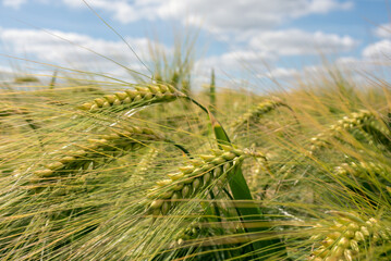 Green and yellow ears of corn against the sky