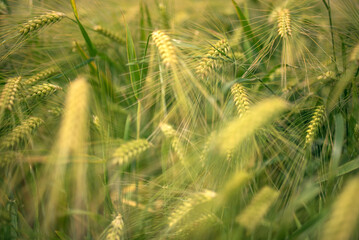Golden ears of wheat on the farm field