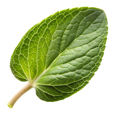 Obraz premium Single Fresh Green Mint Leaf Close Up on Transparent Background