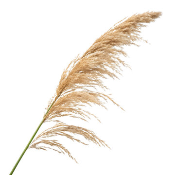 Fluffy common reed phragmites australis plume isolated on a transparent background png