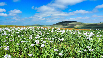 white flowers near the village of Castildelgado along the tenth stage of the Camino de Santiago From Santo Domingo de la Calzada to Belorado