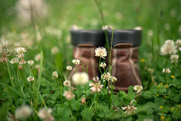meadow with clover with leather hiking boots