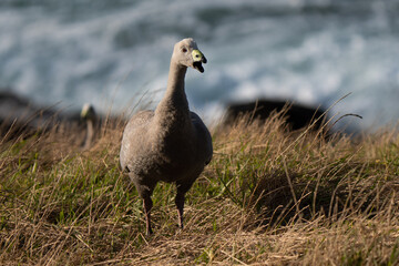 Cape Barren goose close-up grazing in Phillip Island bush in front of the ocean