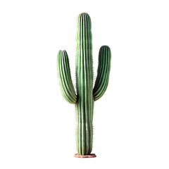 Saguaro Cactus Isolated on Transparent Background saguaro cactus