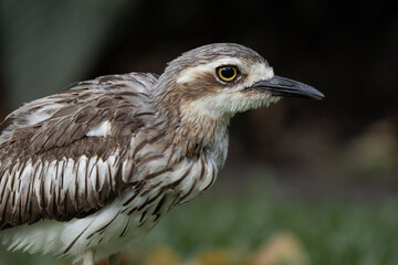 Close up of a stone curlew in Australia