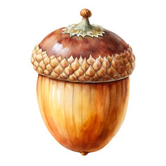 Detailed Acorn Illustration Isolated on Transparent Background detailed
