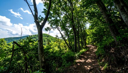 Fototapeta premium Sunny forest path through trees