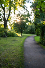 Naklejka premium Mosquitos swarm flying in park at sunset, blurred pathway on background. Invasion of gnats. Warm summer evening concept. 