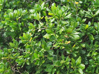 Obraz premium Sea Poison Tree has thick, dark green, glossy leaves. The Putat fruit is green and square pyramid-shaped fruit looks unusual, poisonous. Barringtonia asiatica (L.) Kurz is commonly found along beach. 