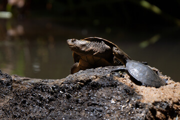 Krefft's Turtle sunbathing and warming up in a river of Atherton Tableland in Australia 